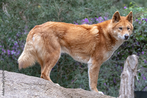 Australian dingo