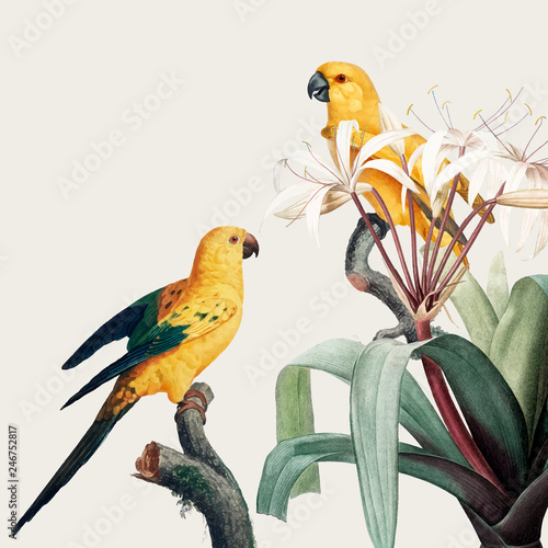 Macaw tropical illustration
