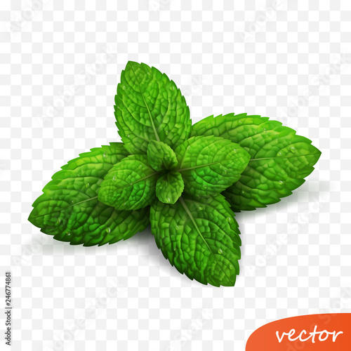 3d realistic isolated vector sprout of fresh mint leaves with drops of dew