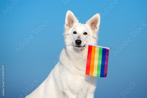 white shepherd dog holding a rainbow flag in mouth
