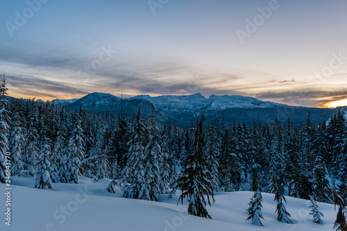 Snow covered trees on mountain at dusk, Mount Washington, Strathcona Provincial Park, British Columbia, Canada