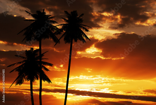 Coconut silhouette on sunset texture template background