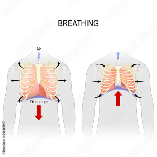 Breathing. Movement of ribcage during inspiration and expiration. diaphragm functions.