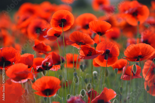 Field of blooming red poppies. Beautiful fields of red poppy. Red poppies in sunlight. Red poppies in grass.