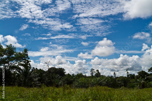 Palm oil Plants and Clouds
