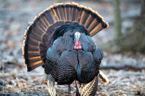 A wild tom turkey strutting with tail feathers fanned.