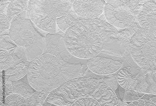 Abstract background of fossil Ammonites, Ammonoidea. Decorative wallpaper of petrified shells. Print from Spirals of seashells on white backdrop. Stamps of Cephalopoda mollusks on textured plaster.