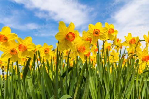 yellow dutch daffodil flowers close up low angle of view with blue sky background