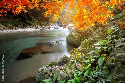 imageing of nice water with maple compose a beautiful view