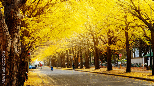 Hokkaido University, Japan - 11 Nov, 2014 : famous tree in Japanese autumn is the ginkgo and there is a ginkgo avenue in Hokkaido University