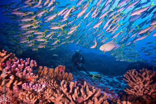 Nurek z rybką na rafie koralowej