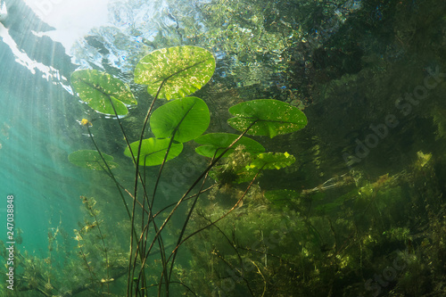 Beautiful yellow Water lily (nuphar lutea) in the clear pound. Underwater shot in the fresh water lake. Nature habitat. Unerwater world. Underwater view of a pond in summer.