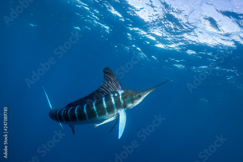 Striped marlin hunting sardines off the Pacific Coast of Baja California, Mexico. 