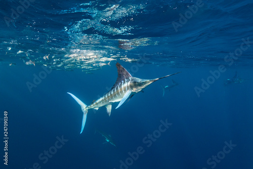 Striped marlin and California sea lions hunting sardines off the Pacific Coast of Baja California, Mexico. 