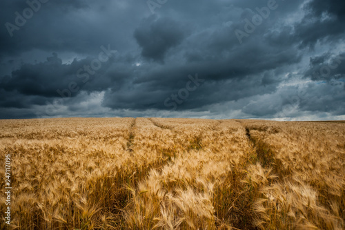 Wavy Wheat Fields with Storm Clouds