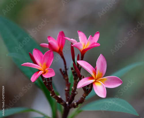 pink flowers Frangipani, Plumeria in overcast day with natural background, Nosy be, madagascar wilderness