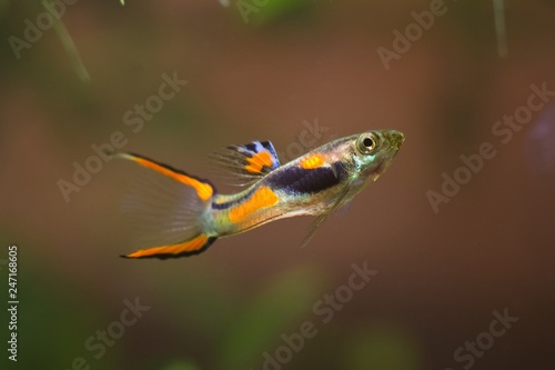 Guppy endler, Poecilia wingei, freshwater aquarium fish, male in bright spawning coloration, laguna Campoma biotope aquarium, closeup nature photo