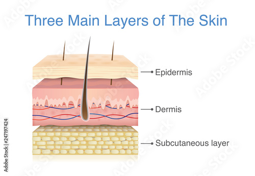 Three main layer of the human skin. Illustration about medical diagram.