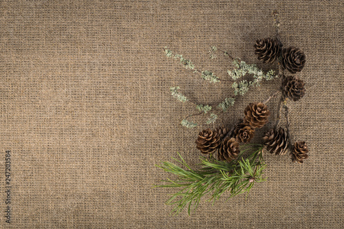 Composition of natural materials - pine branch, fir cones, moss