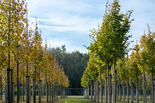 Privat garden, parks tree nursery in Netherlands, specialise in medium to very large sized trees, grey alder trees in rows