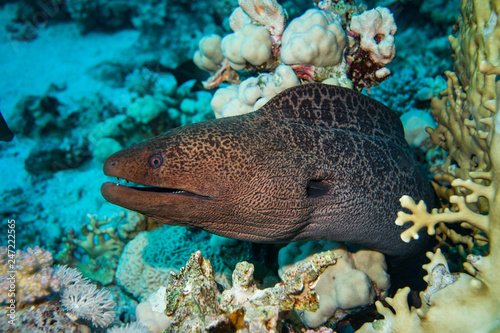 Giant moray on the reef