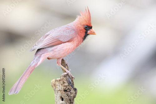 Northern cardinal perched on a branch outside backyard home feeder