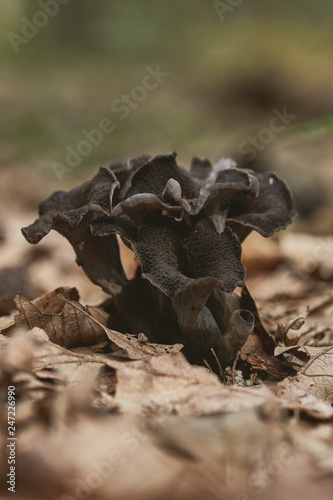 Close up of edible horn of plenty mushroom ( Craterellus cornucopioides) on the forest