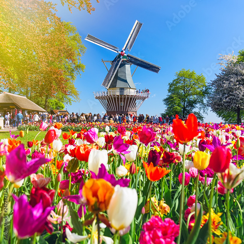 Blooming colorful tulips flowerbed in public flower garden with windmill. Popular tourist site. Lisse, Holland, Netherlands.