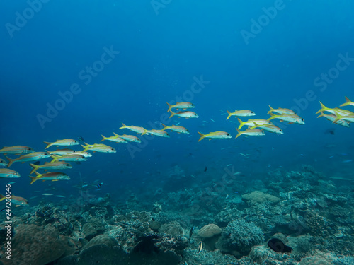 Line of bright yellowfin goatfish over reef in blue ocean.