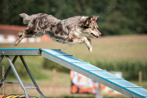 Agility Steg