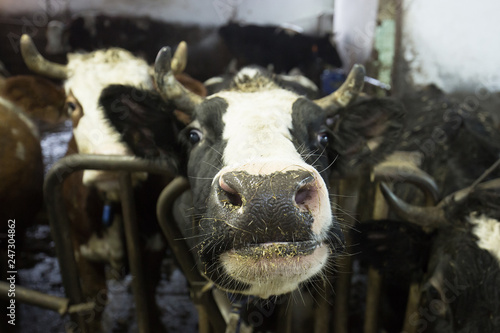 Cattle in a stall on a farm