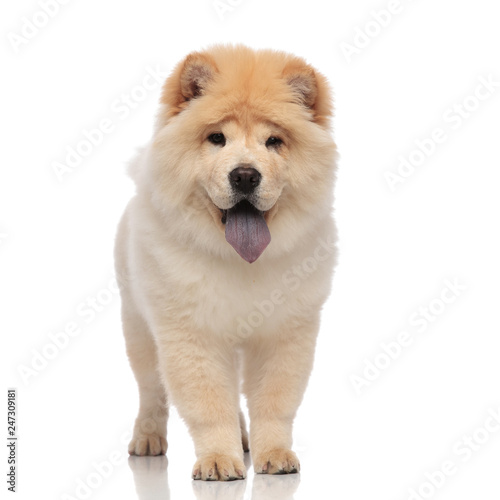 yellow chow chow with blue tongue panting and standing