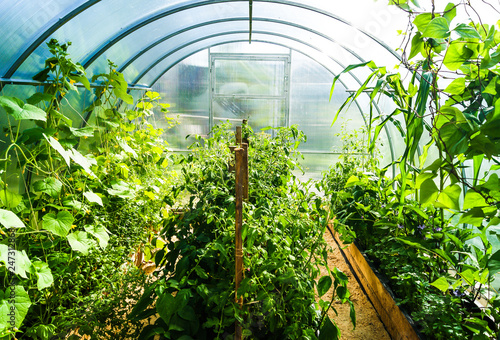 Planting in a polycarbonate greenhouse