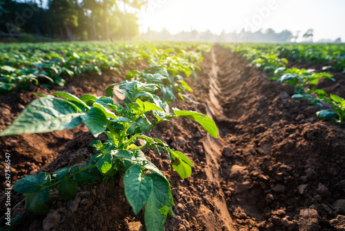 potato plant field