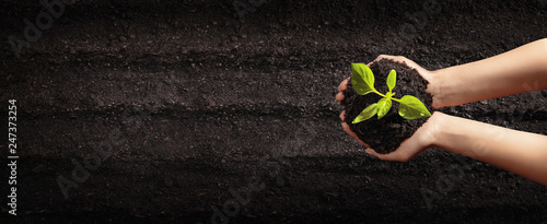 Female Hands Planting Young Plants. Garden Concept