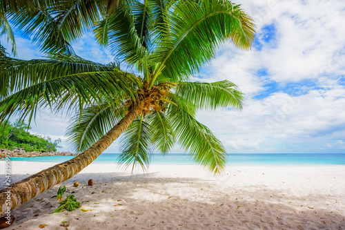 palm tree on paradise beach anse georgette, praslin, seychelles