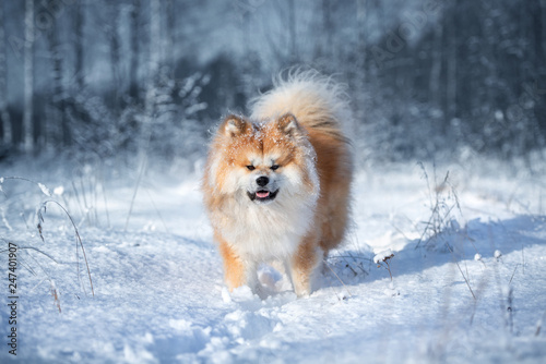 akita dog walking outdoors in winter