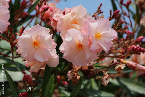 Oleander flowers in summer at Lake Maggiore, Italy