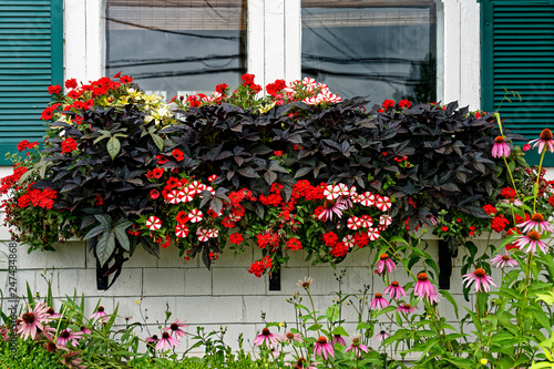 Purple sweet potoato vine along with petunias and verbena growing in a olorful window box.