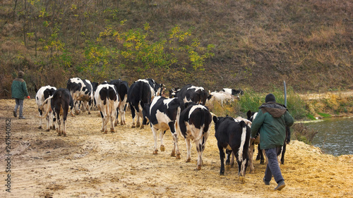 Herd of cows walking from a pasture. A farmer walking with his herd of cows on sandy road. Dairy farming concept.