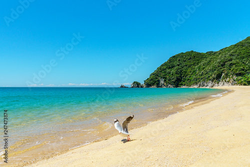 seagull on a beach, abel tasman national park, new zealand 13