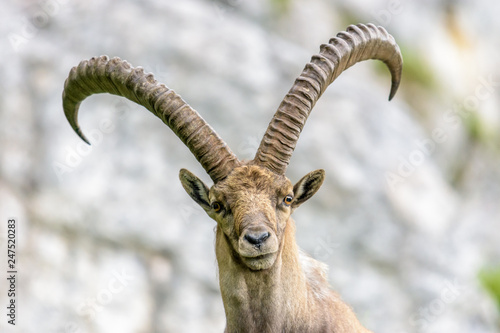 Steinbock mit großem Geweih vor Fels an der Benediktenwand