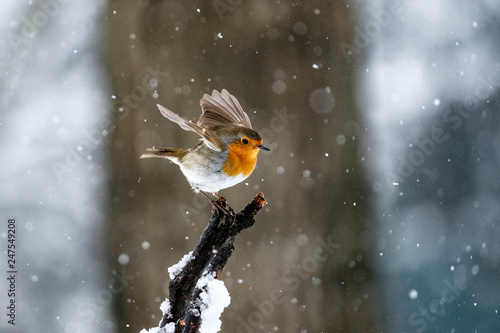 Pettirosso sotto la neve