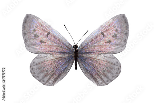 Day butterfly Lycaenidae with white wings and a pink shade. isolated on white background