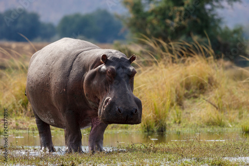 Common hippopotamus or hippo (Hippopotamus amphibius). Lower Zambezi. Zambia