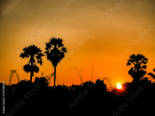 Beautiful Orange Sunset nature amazing landscape with palm trees silhouette background Beautiful Orange Sunset landscape with palm trees silhouette