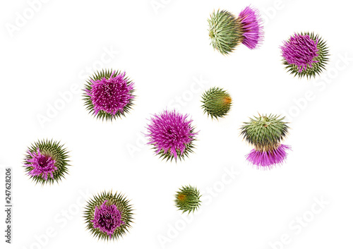 Milk Thistle flower isolated on white background, top view. Silybum marianum.