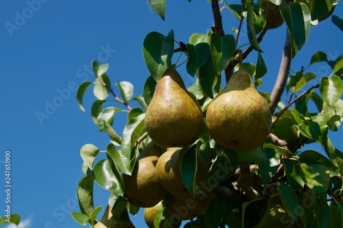 Birnen der Birnensorte Abate Fetel / Abbé Fétel Birne hängen am Ast vom Birnbaum