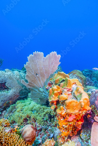 Coral reef Bonaire underwater