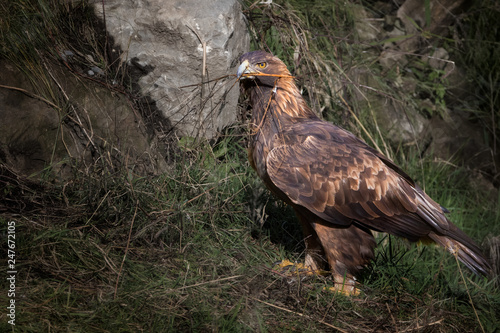 Closeup of Golden Eagle gathering twigs to build its nest